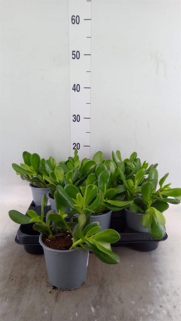 Горшечные цветы и растения оптом Crassula Ovata от 8шт из Голландии с доставкой по России