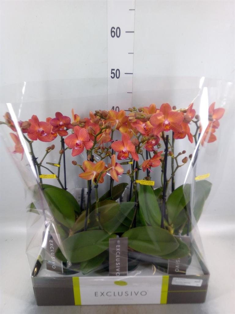 Горшечные цветы и растения оптом Phalaenopsis Multi.   ...orange от 6шт из Голландии с доставкой по России