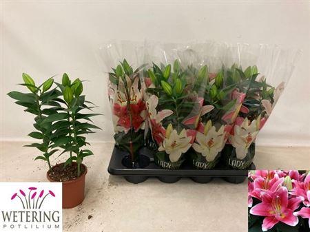 Горшечные цветы и растения оптом Lil Or Sunny Robyn 3pp от 8шт из Голландии с доставкой по России