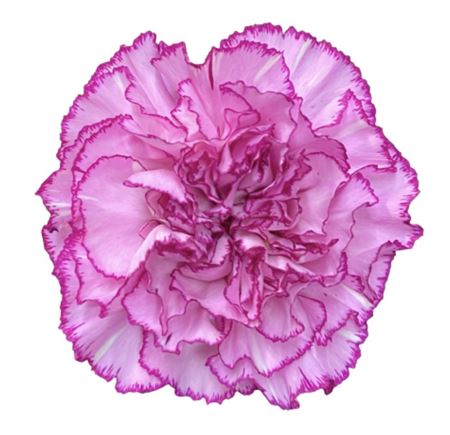 Срезанные цветы оптом Dianthus st boheme от 80шт из Голландии с доставкой по России