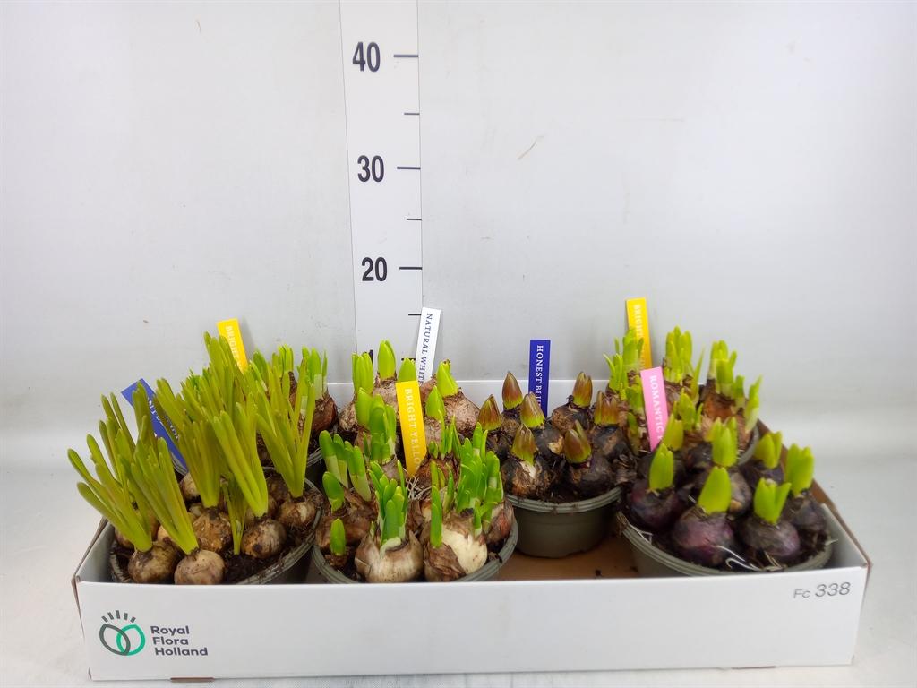 Горшечные цветы и растения оптом Bolbloemen   ...mix от 7шт из Голландии с доставкой по России