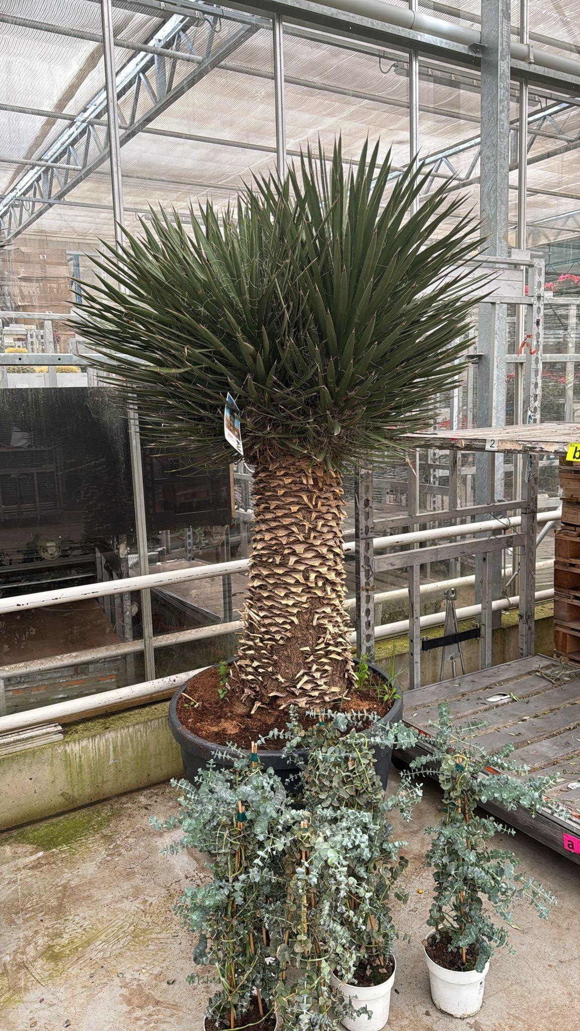 Горшечные цветы и растения оптом Yucca от 1шт из Голландии с доставкой по России