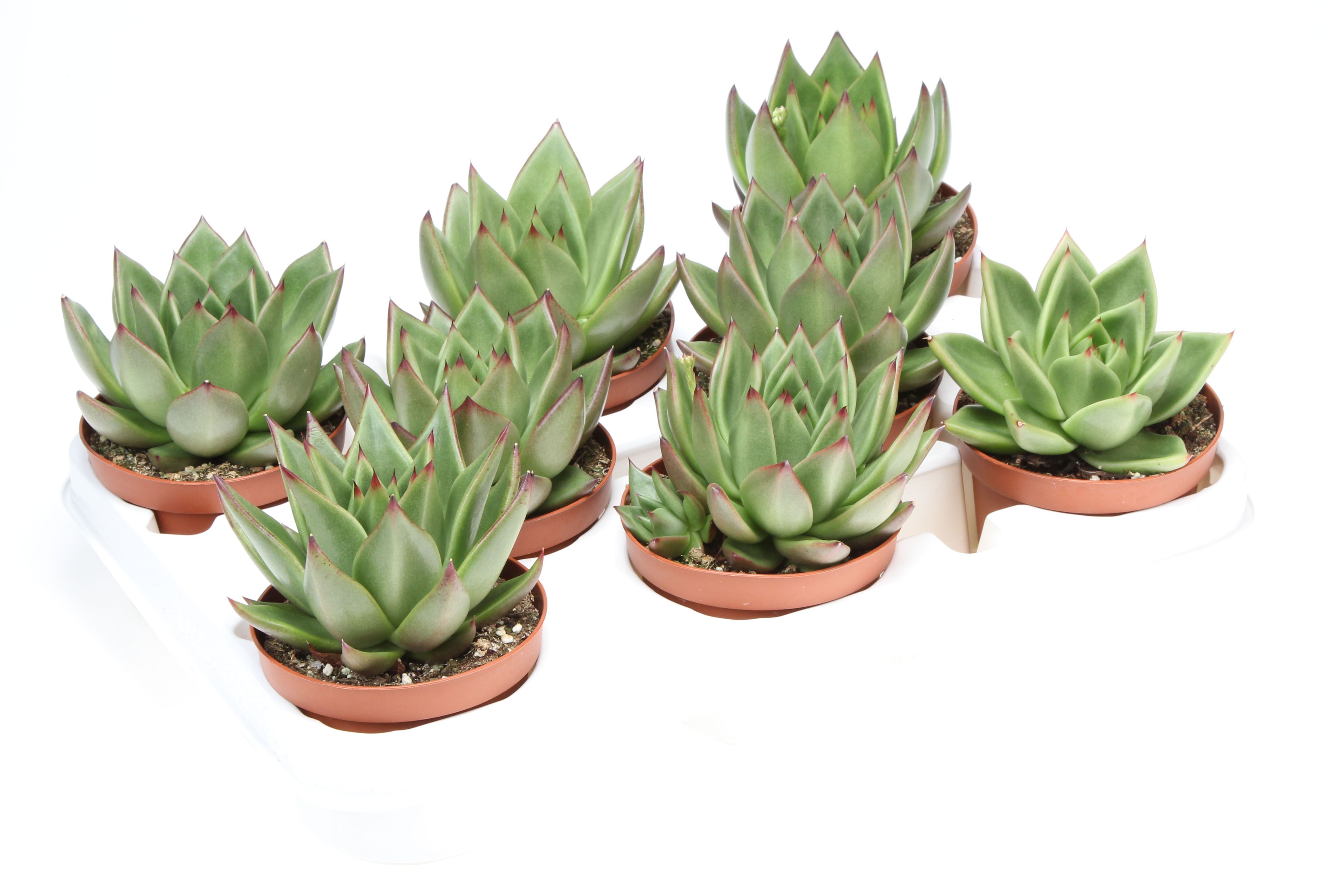 Горшечные цветы и растения оптом Echeveria Agavoides от 8шт из Голландии с доставкой по России