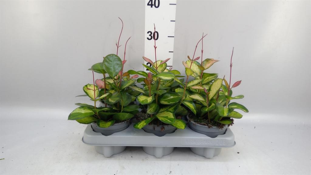 Горшечные цветы и растения оптом Hoya Carnosa tricolor от 6шт из Голландии с доставкой по России