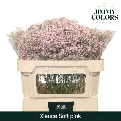 Срезанные цветы оптом Gyps large paint pink light от 75шт из Голландии с доставкой по России