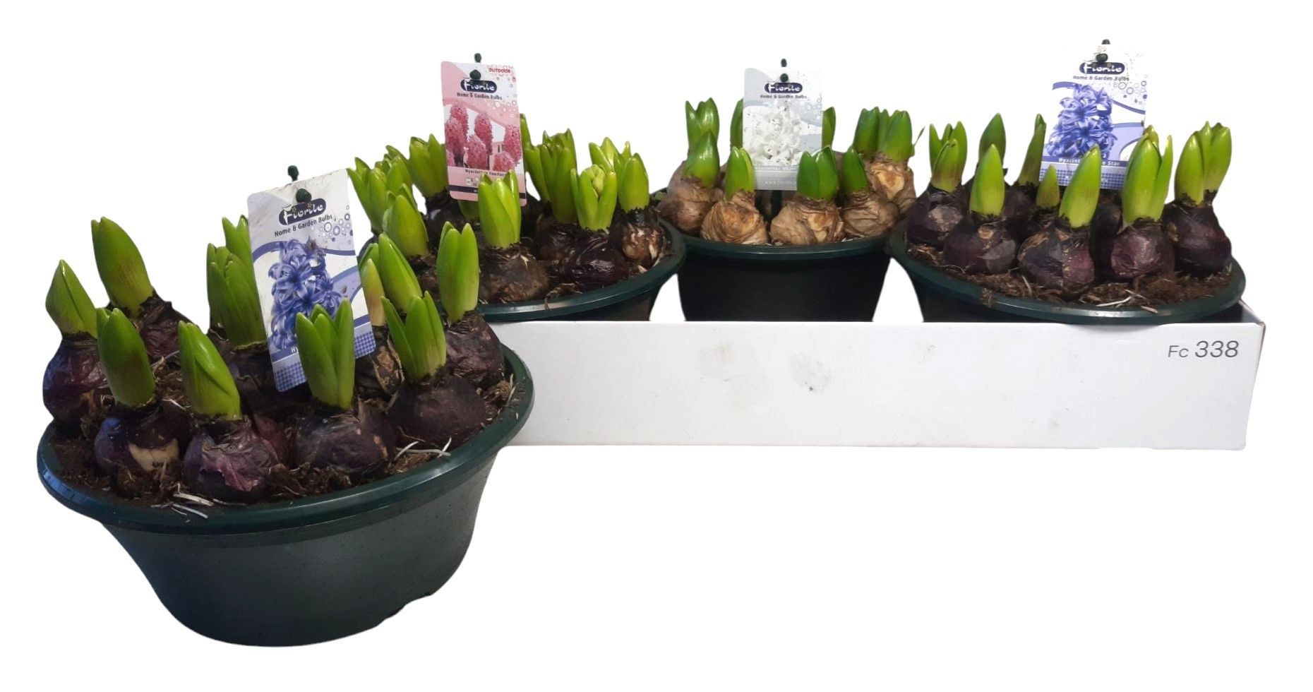 Горшечные цветы и растения оптом Hyacin Oriental Gem от 3шт из Голландии с доставкой по России