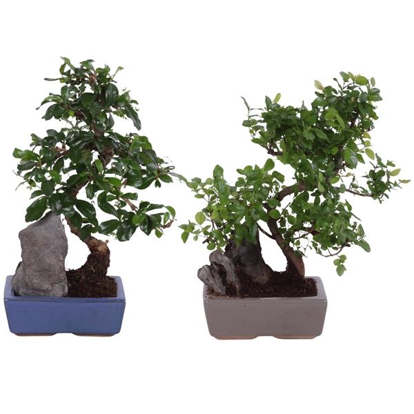 Горшечные цветы и растения оптом Bonsai S-shape Mix With Rock In Ceramic от 5шт из Голландии с доставкой по России