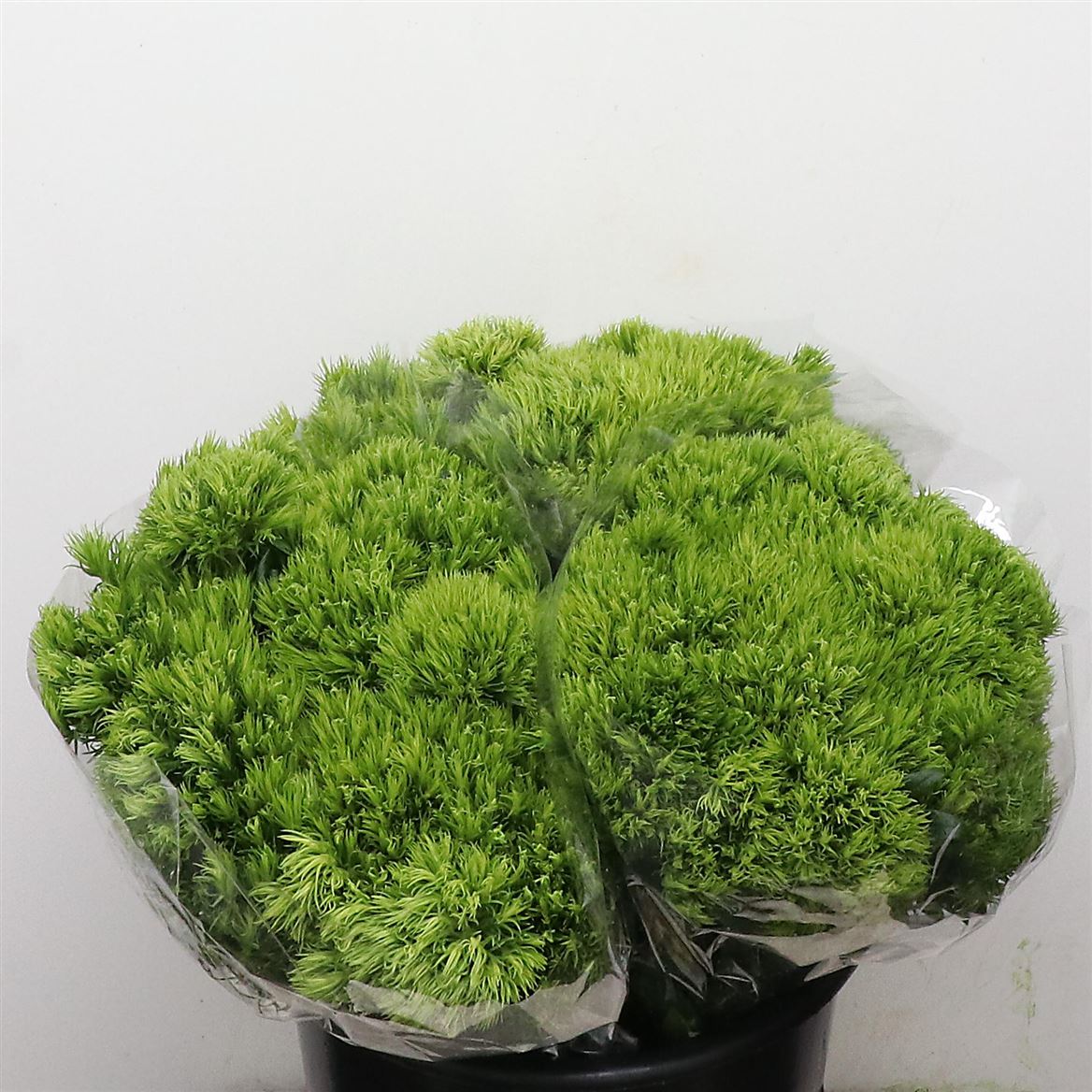 Срезанные цветы оптом Dianthus br green trick от 90шт из Голландии с доставкой по России