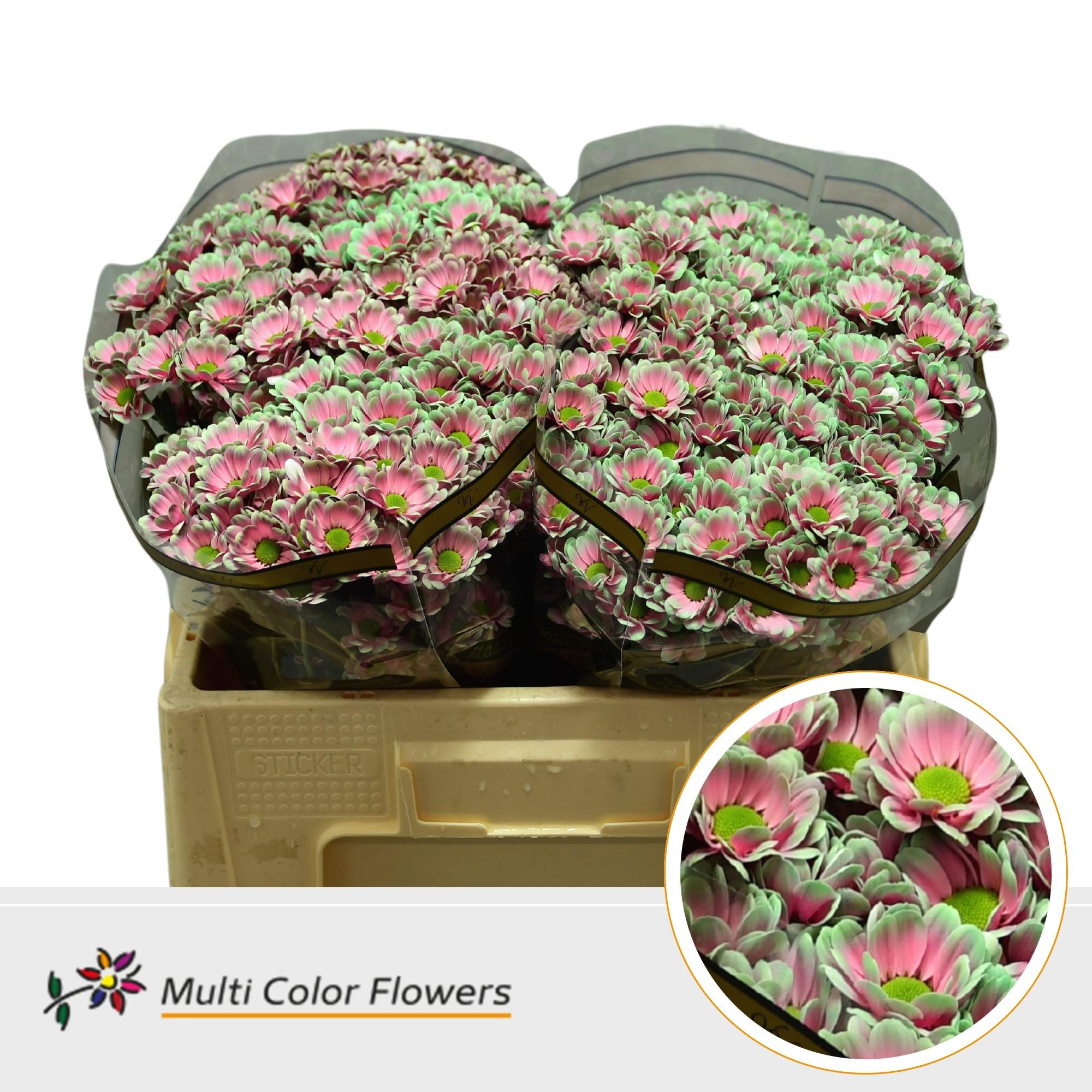 Срезанные цветы оптом Chrys sa paint bowie watermelon от 50шт из Голландии с доставкой по России