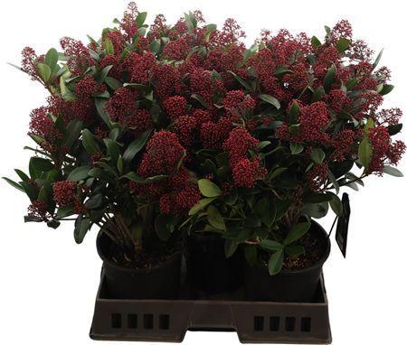 Горшечные цветы и растения оптом Skim J Rubella 35+ от 5шт из Голландии с доставкой по России