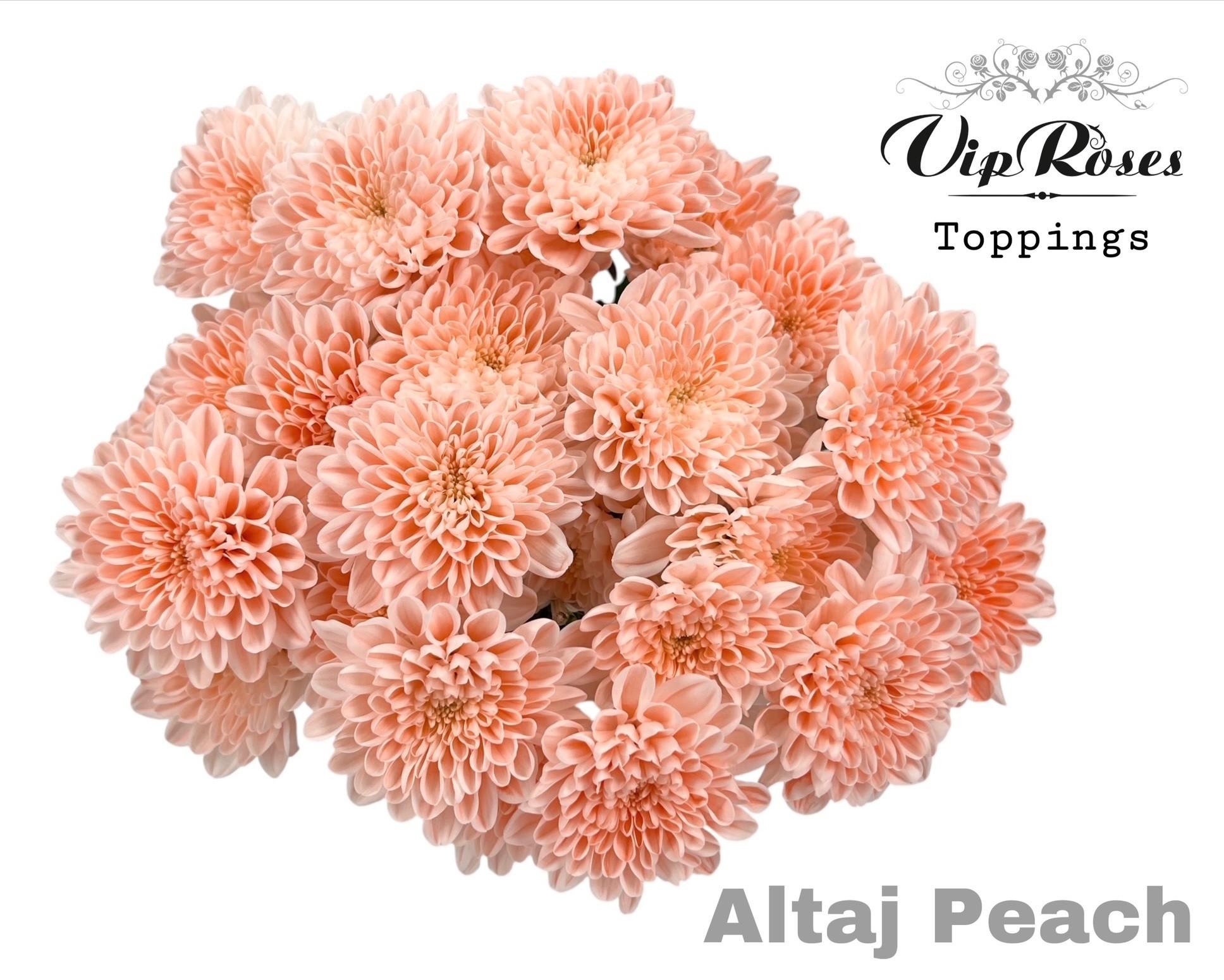 Срезанные цветы оптом Chrys sp paint altaj peach от 20шт из Голландии с доставкой по России