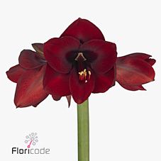 Срезанные цветы оптом Hippeastrum night fever от 15шт из Голландии с доставкой по России