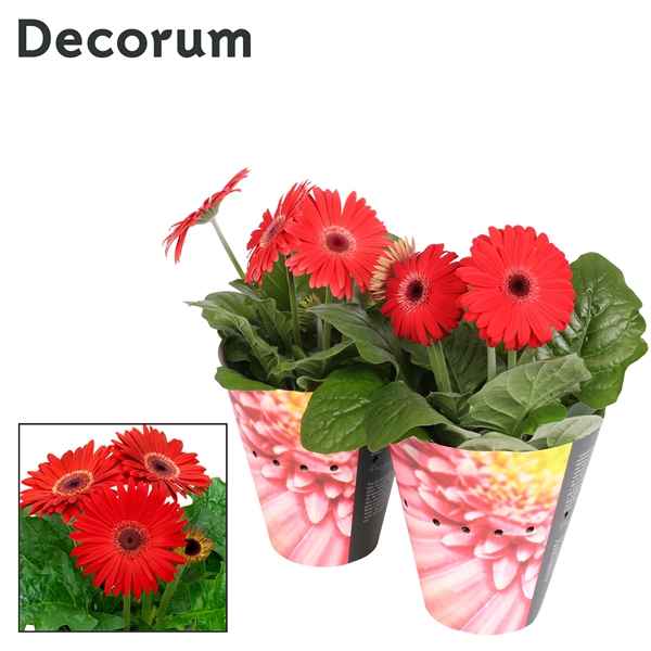 Горшечные цветы и растения оптом Gerbera Red 2+ Potcover (decorum) от 9шт из Голландии с доставкой по России