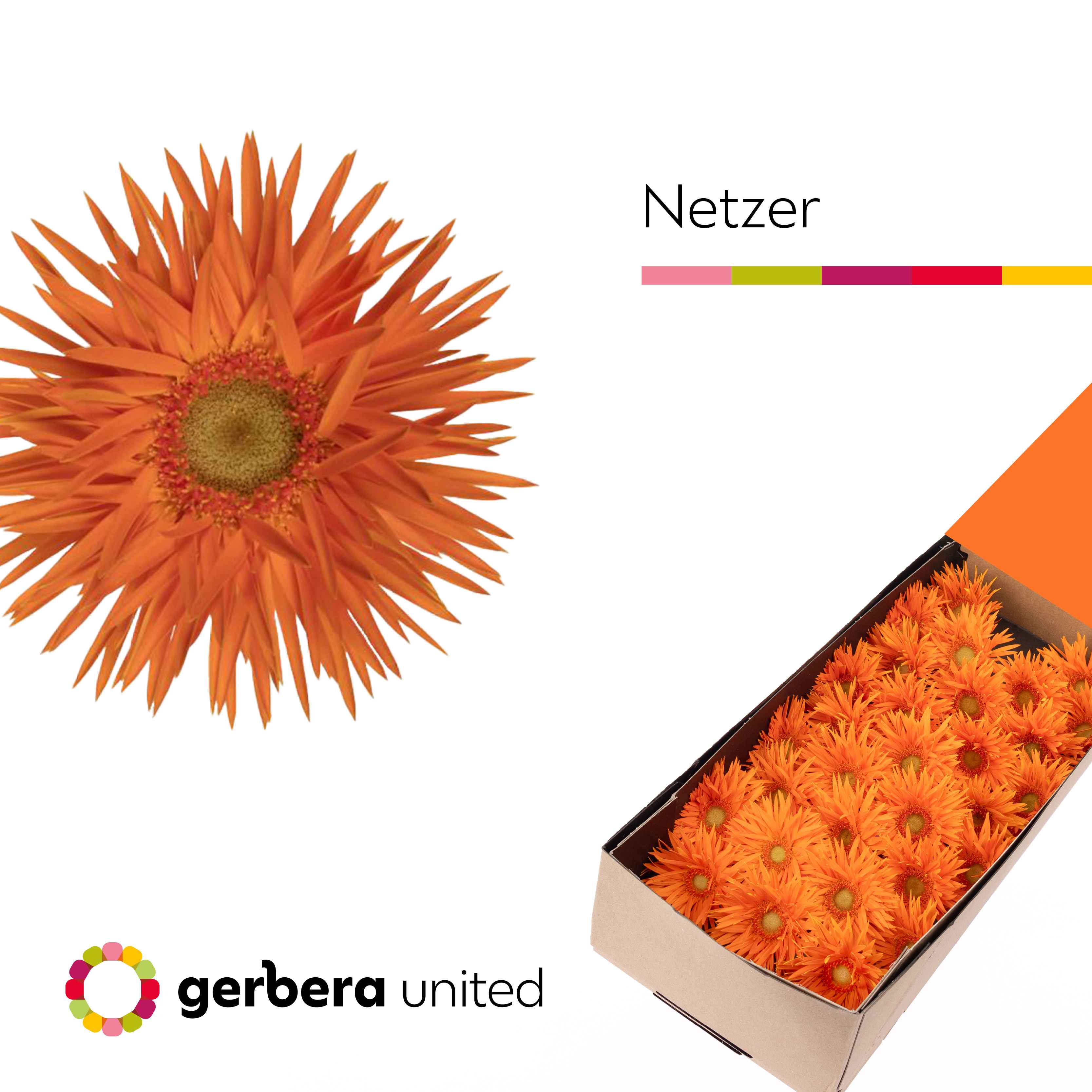 Срезанные цветы оптом Germini netzer от 60шт из Голландии с доставкой по России