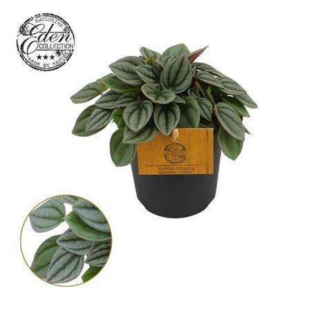 Горшечные цветы и растения оптом Peperomia Napoli Nights P10.5 от 6шт из Голландии с доставкой по России