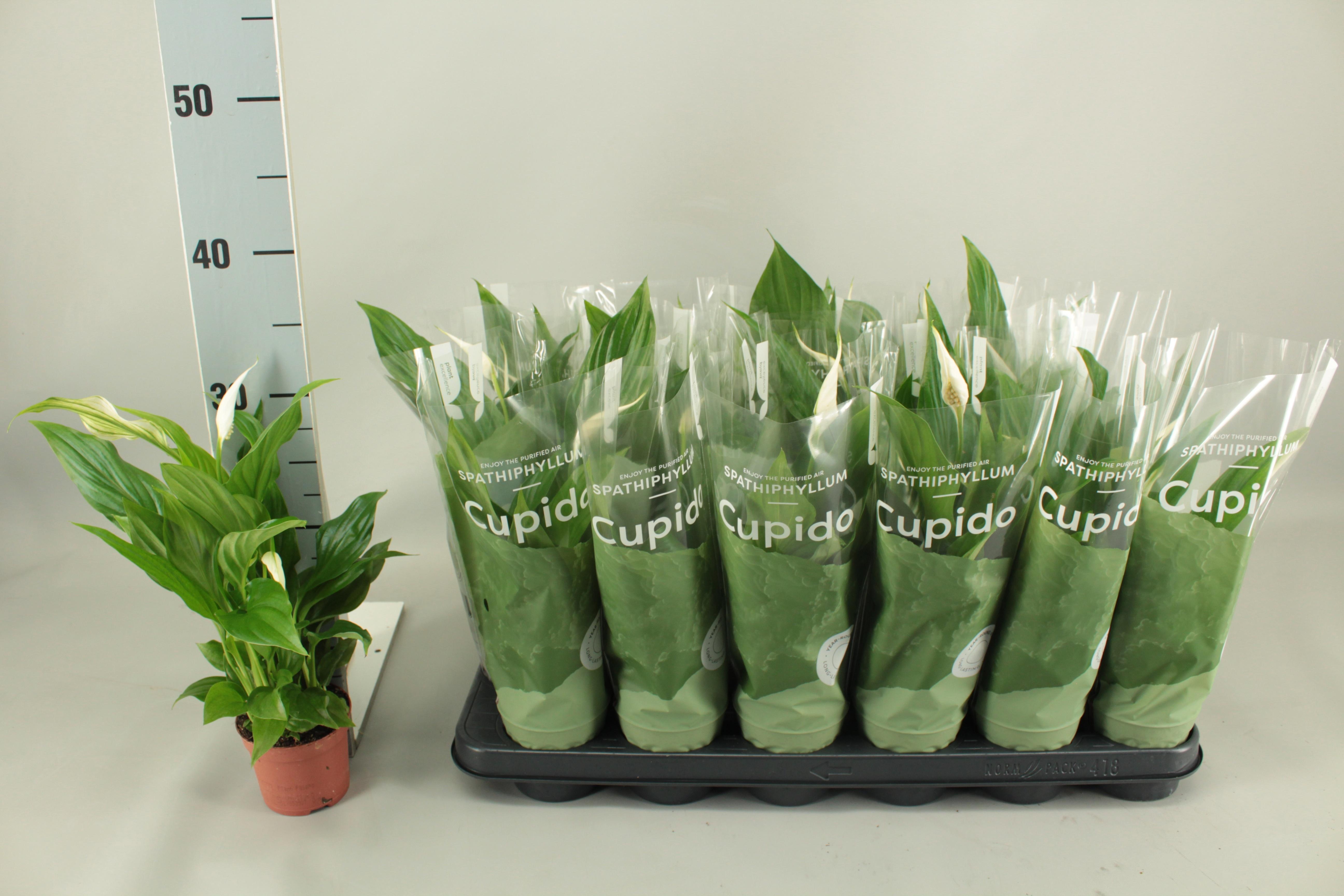 Горшечные цветы и растения оптом Spath Pearl Cupido от 18шт (для телеги) из Голландии с доставкой по России