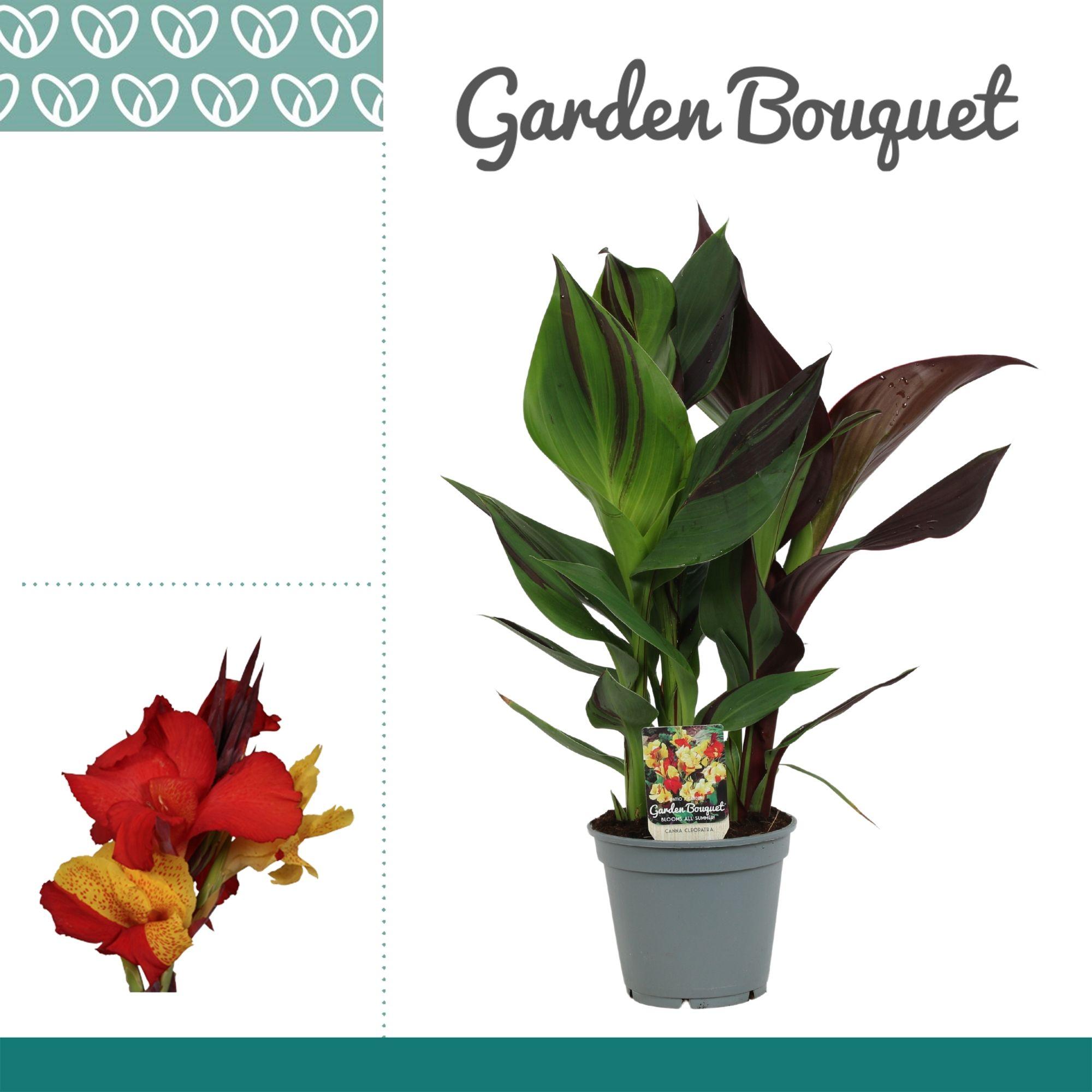 Горшечные цветы и растения оптом Canna Cleopatra No Flower от 6шт из Голландии с доставкой по России