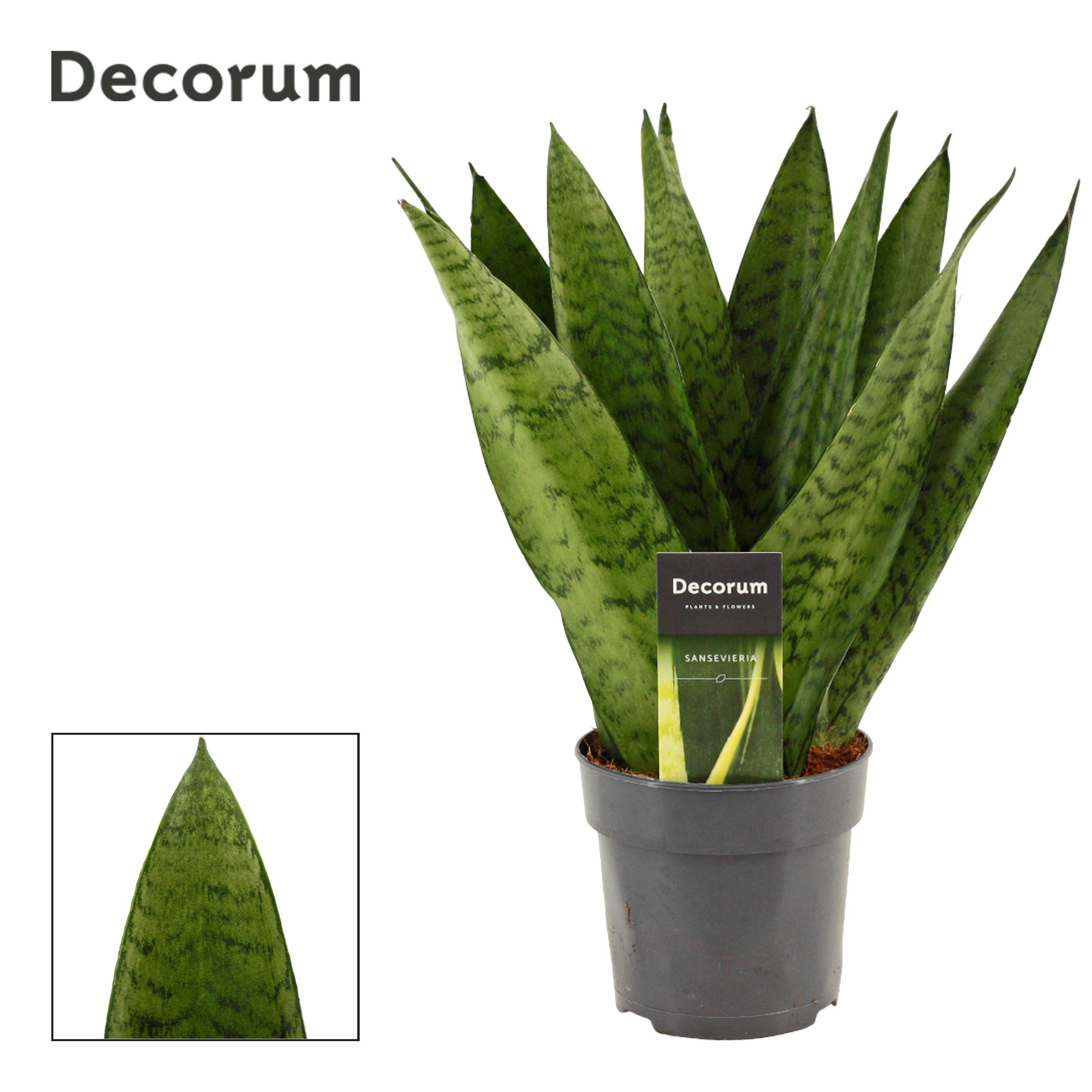 Горшечные цветы и растения оптом Sansevieria Zeylanica Fan (decorum) от 10шт из Голландии с доставкой по России