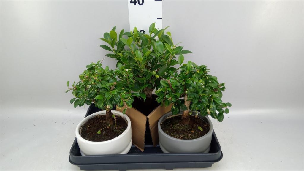 Горшечные цветы и растения оптом Bonsai ...mix от 3шт из Голландии с доставкой по России