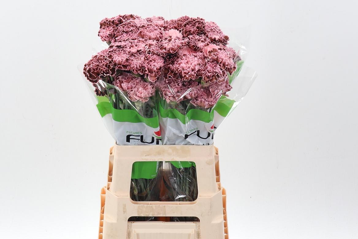 Срезанные цветы оптом Dianthus st paint vintage от 80шт из Голландии с доставкой по России