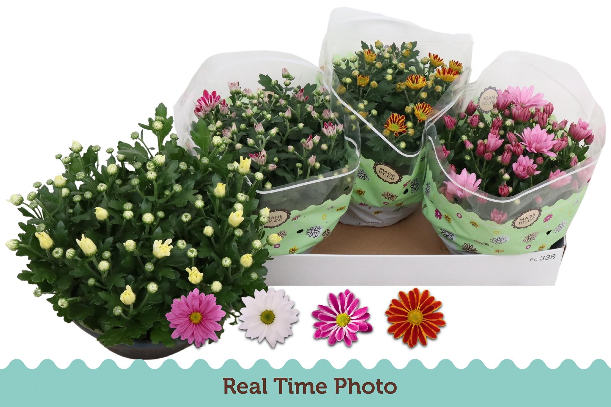 Горшечные цветы и растения оптом Chrys Gem 4 Kl от 3шт из Голландии с доставкой по России