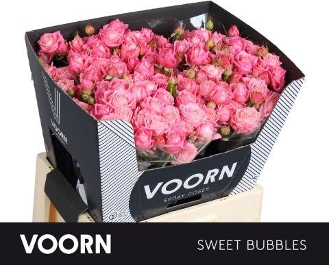 Срезанные цветы оптом Rosa spray sweet bubbles от 30шт из Голландии с доставкой по России