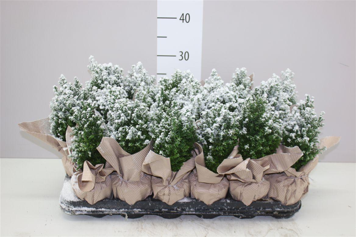 Горшечные цветы и растения оптом Chamaecyparis La Ellwoodii Snow Potcover Naturel от 18шт (для телеги) из Голландии с доставкой по России