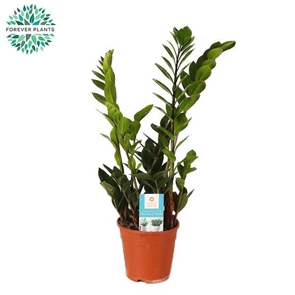 Горшечные цветы и растения оптом Zamioculcas 5+ от 7шт из Голландии с доставкой по России