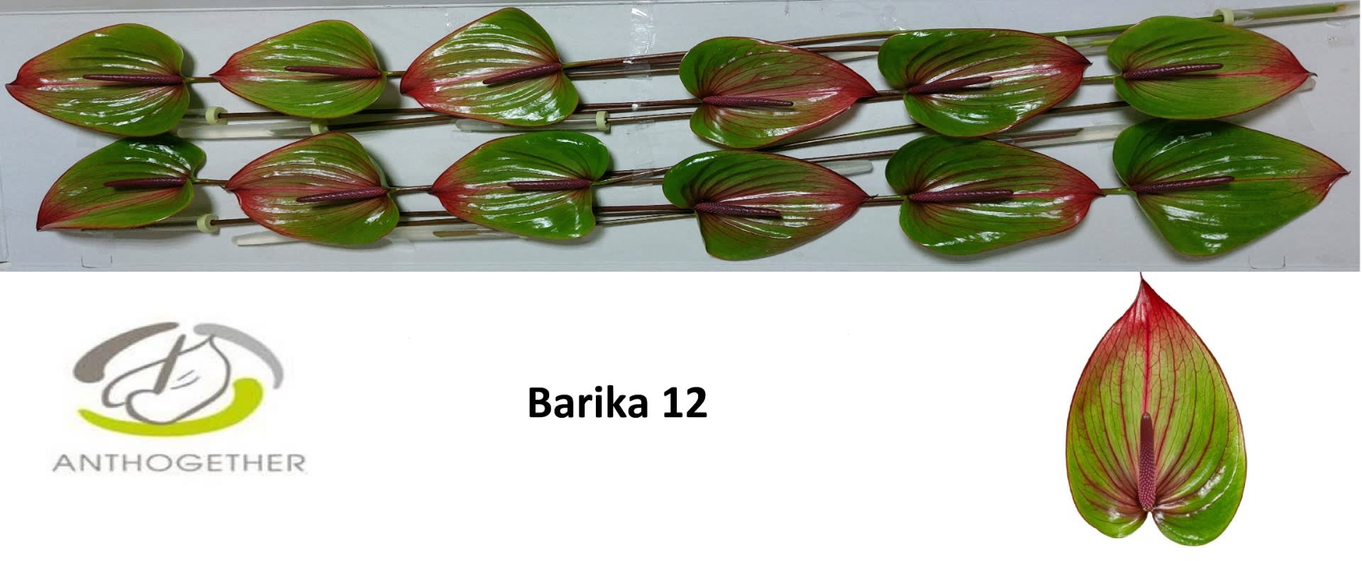 Срезанные цветы оптом Anthurium barika от 12шт из Голландии с доставкой по России