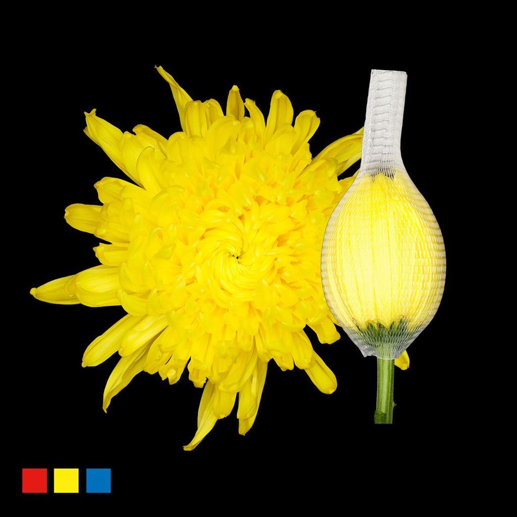 Срезанные цветы оптом Chrys bl paint stravina yellow от 40шт из Голландии с доставкой по России