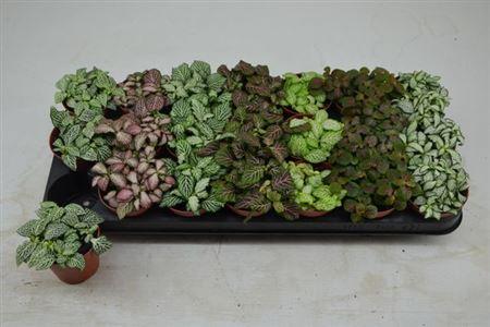 Горшечные цветы и растения оптом Fittonia Mix от 21шт (для телеги) из Голландии с доставкой по России