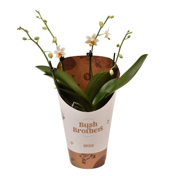 Горшечные цветы и растения оптом Phal Minimark от 6шт из Голландии с доставкой по России