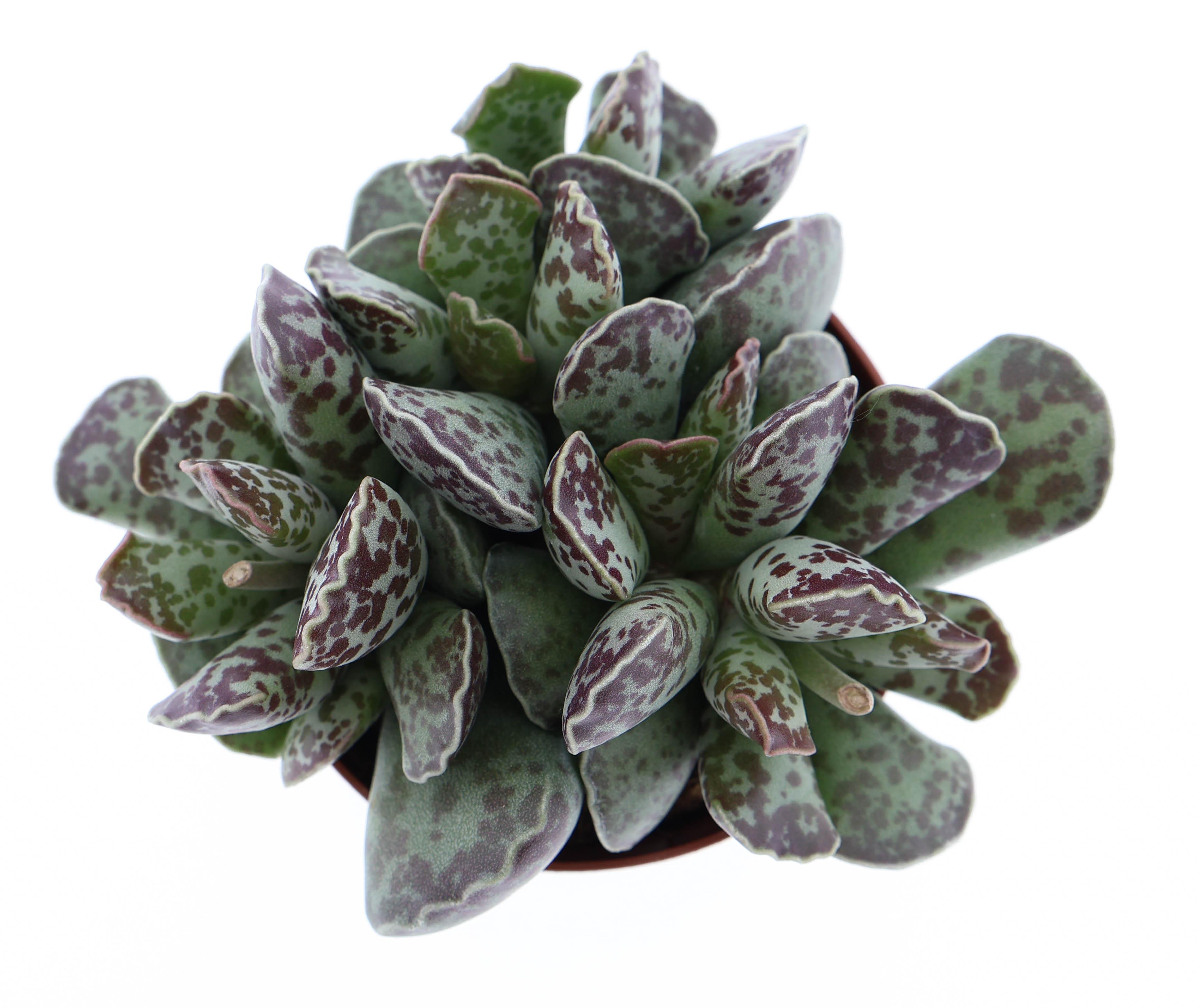 Горшечные цветы и растения оптом Adromischus Cooperii от 12шт (для телеги) из Голландии с доставкой по России