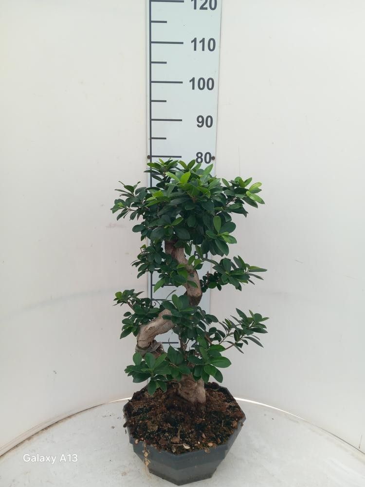Горшечные цветы и растения оптом Ficus Ginseng Bonsai S-type от 1шт из Голландии с доставкой по России