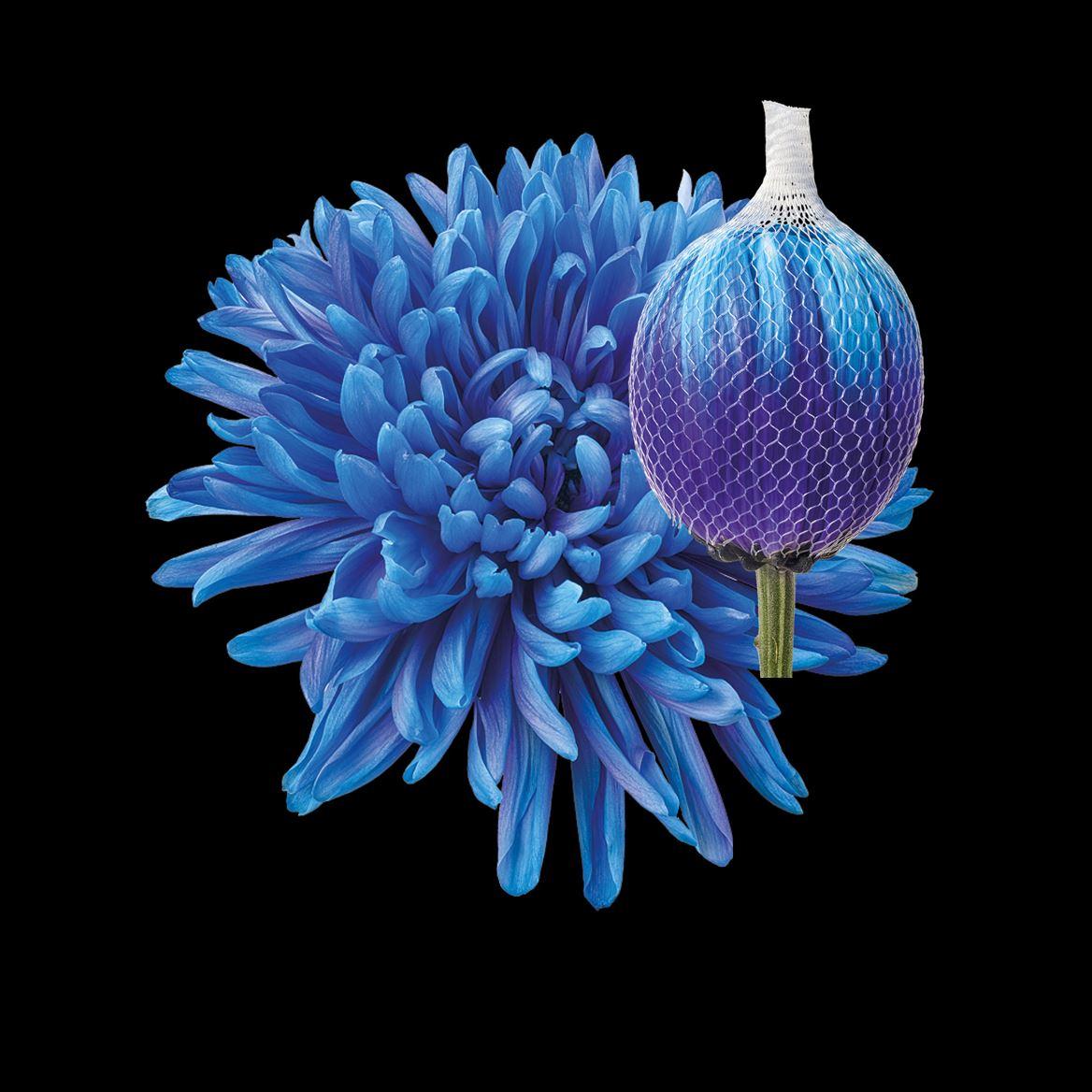 Срезанные цветы оптом Chrys bl paint antonov blue lagoon от 40шт из Голландии с доставкой по России