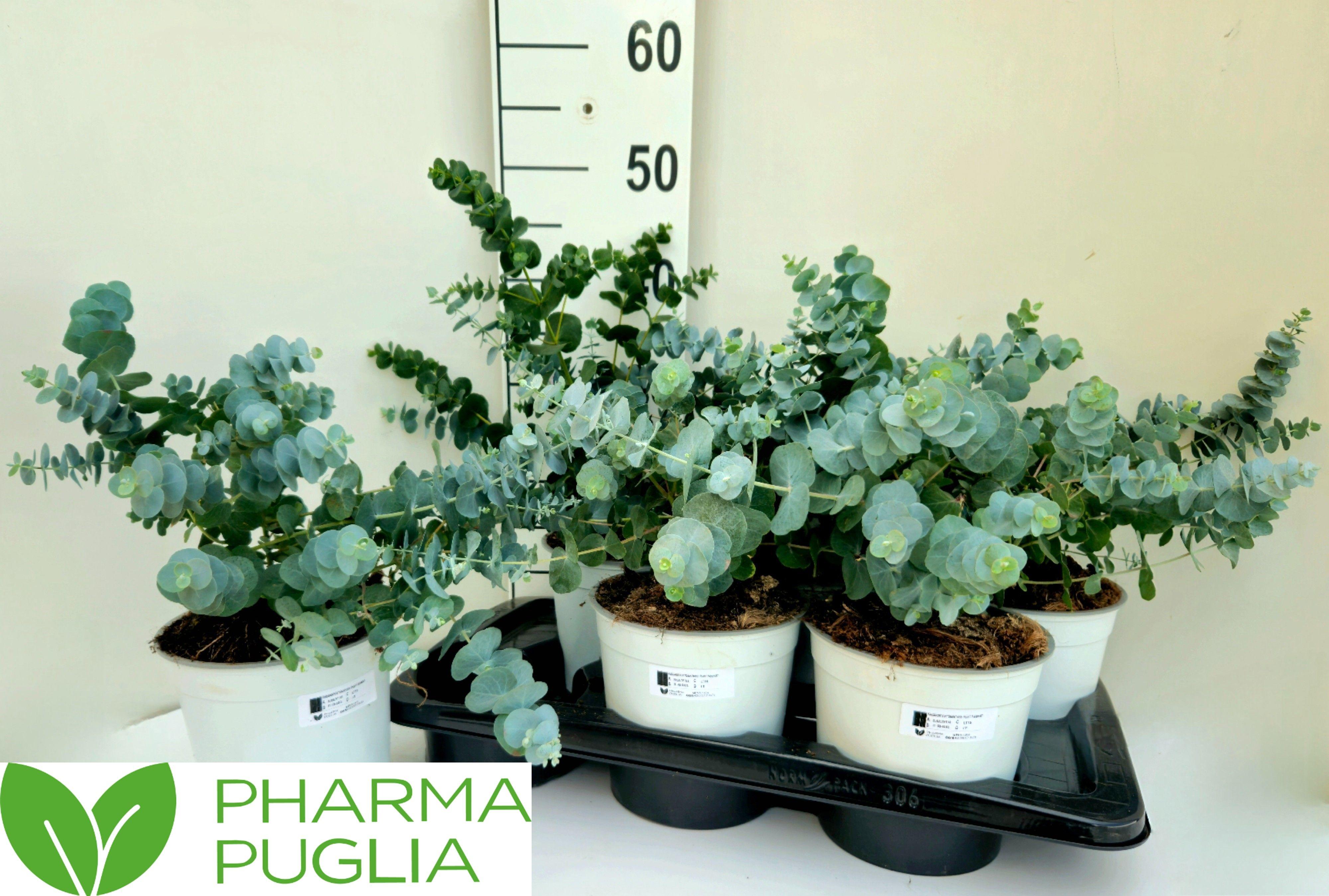 Горшечные цветы и растения оптом Eucal Cinerea от 6шт из Голландии с доставкой по России