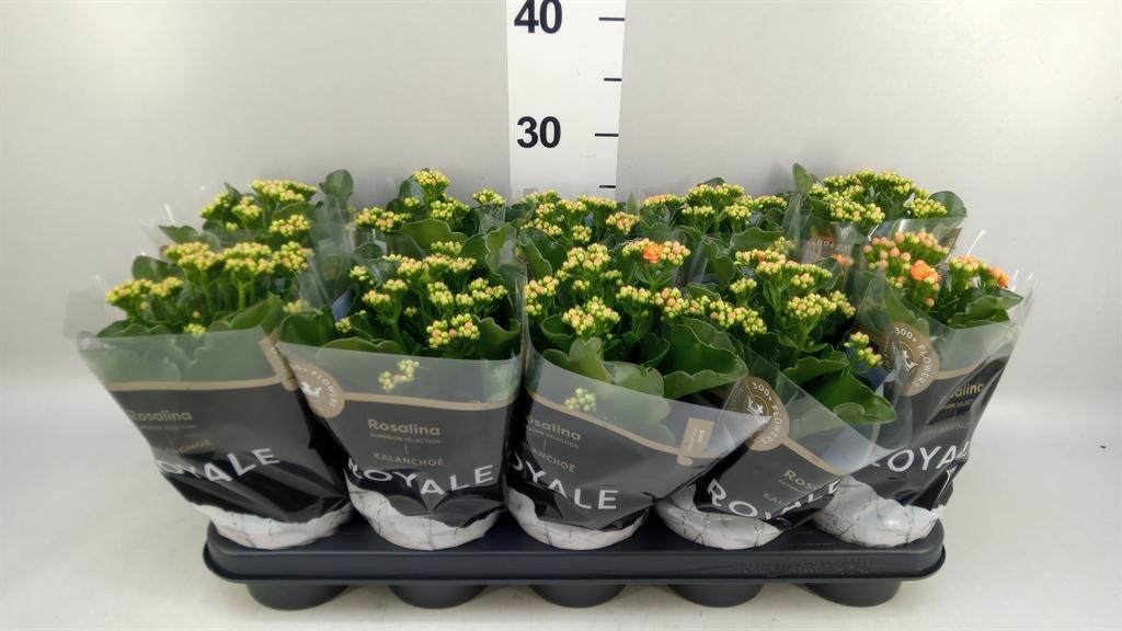 Горшечные цветы и растения оптом Kalanchoe Blos. rosdon Pedro от 10шт из Голландии с доставкой по России