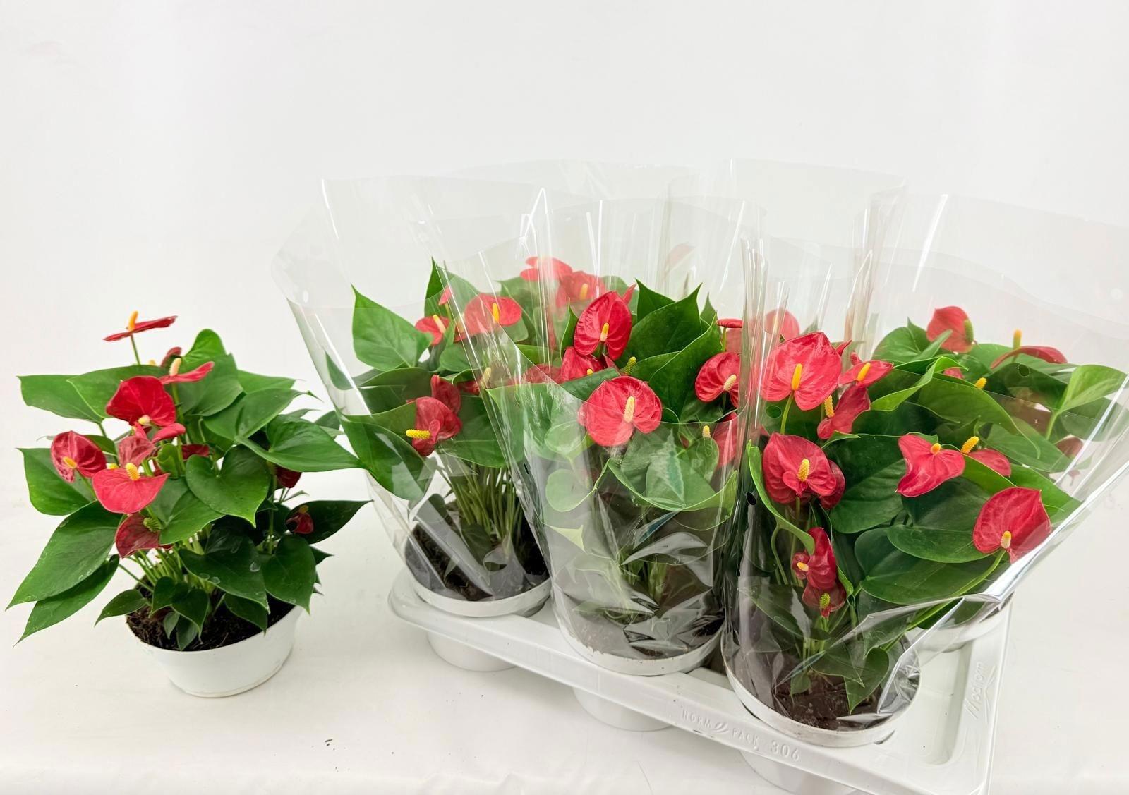 Горшечные цветы и растения оптом Anthu An Red Champio от 6шт из Голландии с доставкой по России