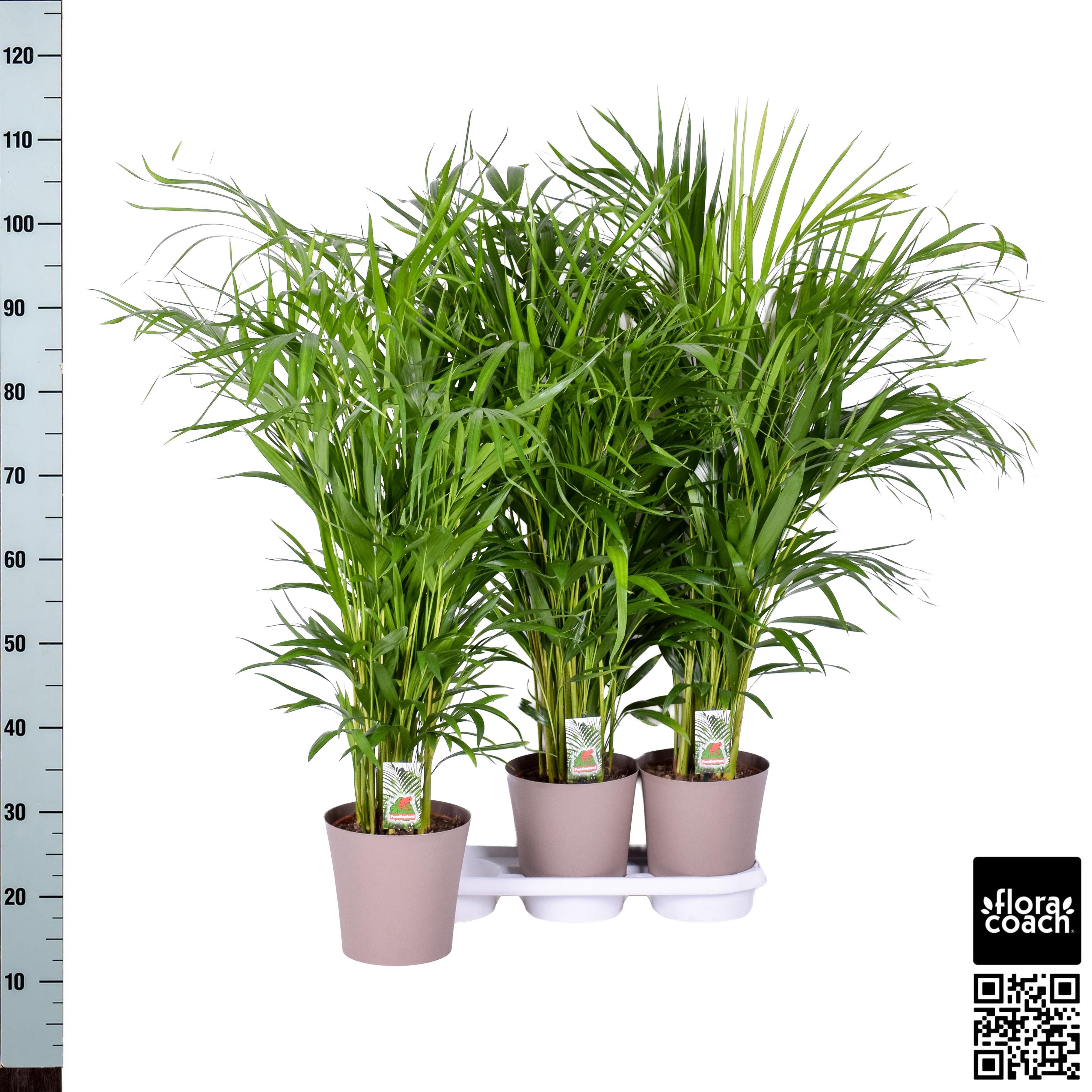 Горшечные цветы и растения оптом Dypsis Lutescens от 3шт из Голландии с доставкой по России