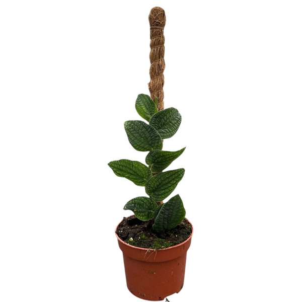 Горшечные цветы и растения оптом Rhaphidophora Tenuis Silver от 1шт из Голландии с доставкой по России