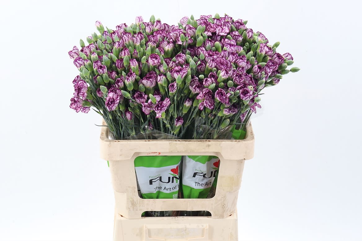 Срезанные цветы оптом Dianthus sp spectro от 100шт из Голландии с доставкой по России