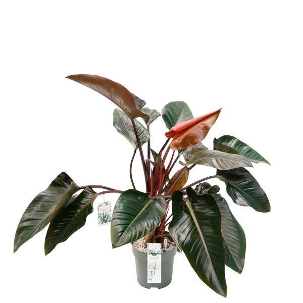 Горшечные цветы и растения оптом Philodendron red Beauty от 1шт из Голландии с доставкой по России