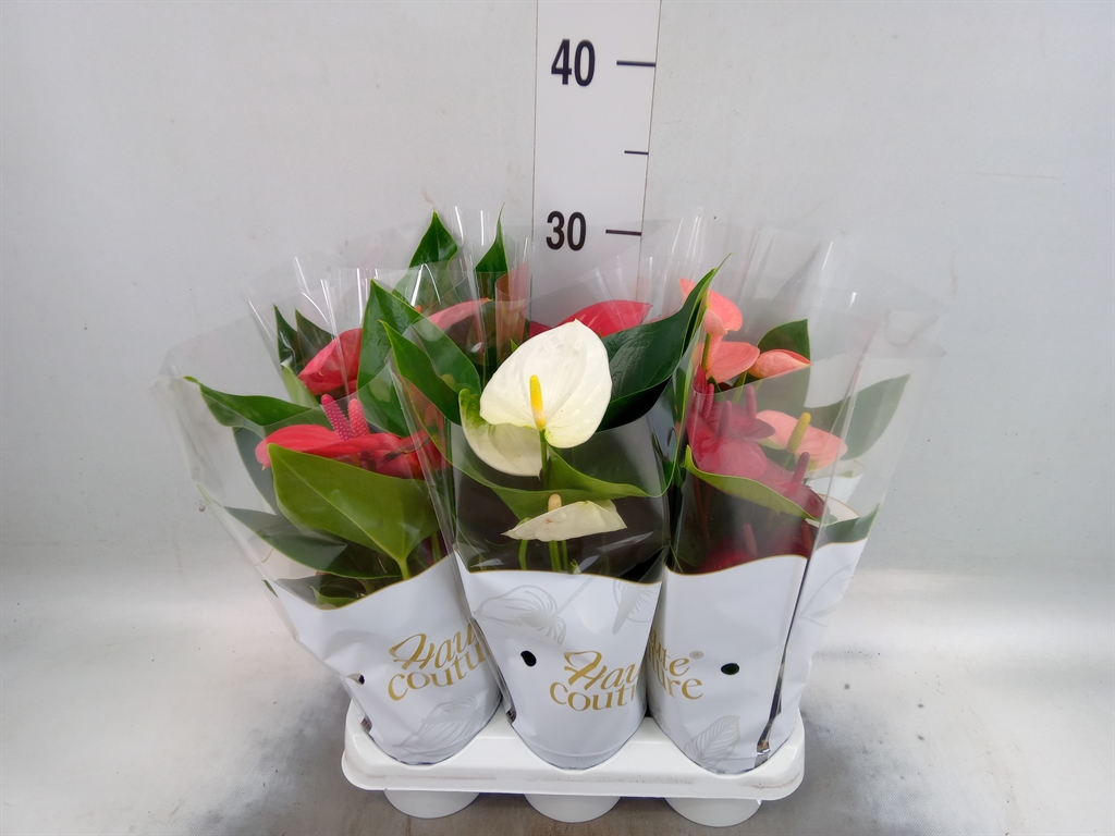 Горшечные цветы и растения оптом Anthurium   ...mix 4 от 6шт (для телеги) из Голландии с доставкой по России