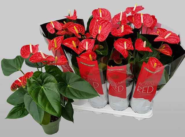 Горшечные цветы и растения оптом Anthu An Madural от 8шт из Голландии с доставкой по России