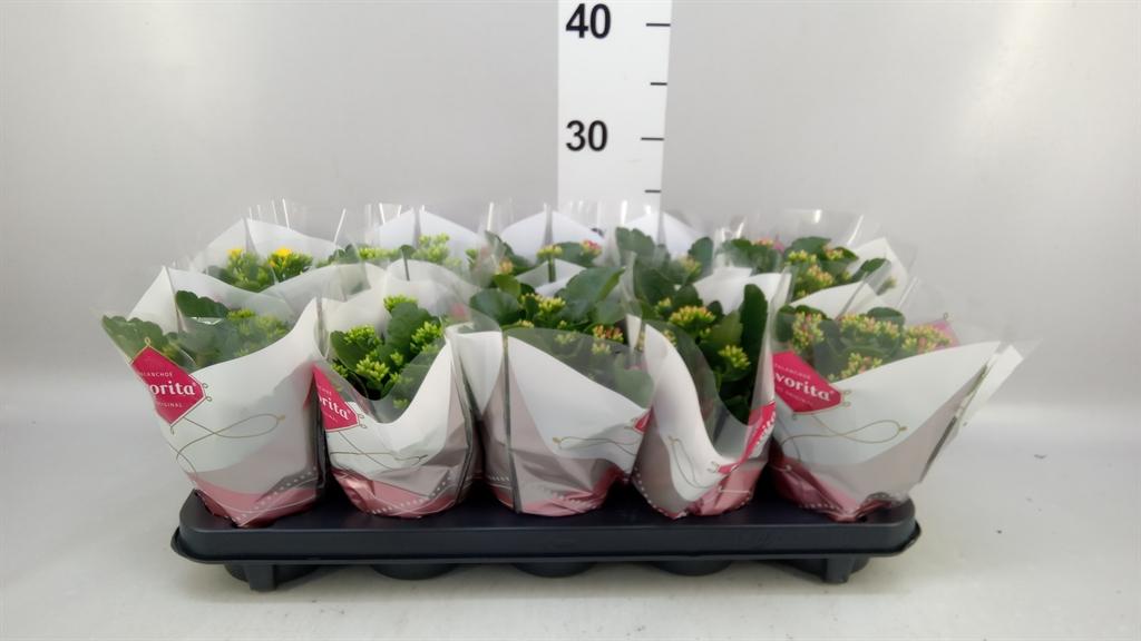 Горшечные цветы и растения оптом Kalanchoe Blos. ..mix 6 от 10шт из Голландии с доставкой по России