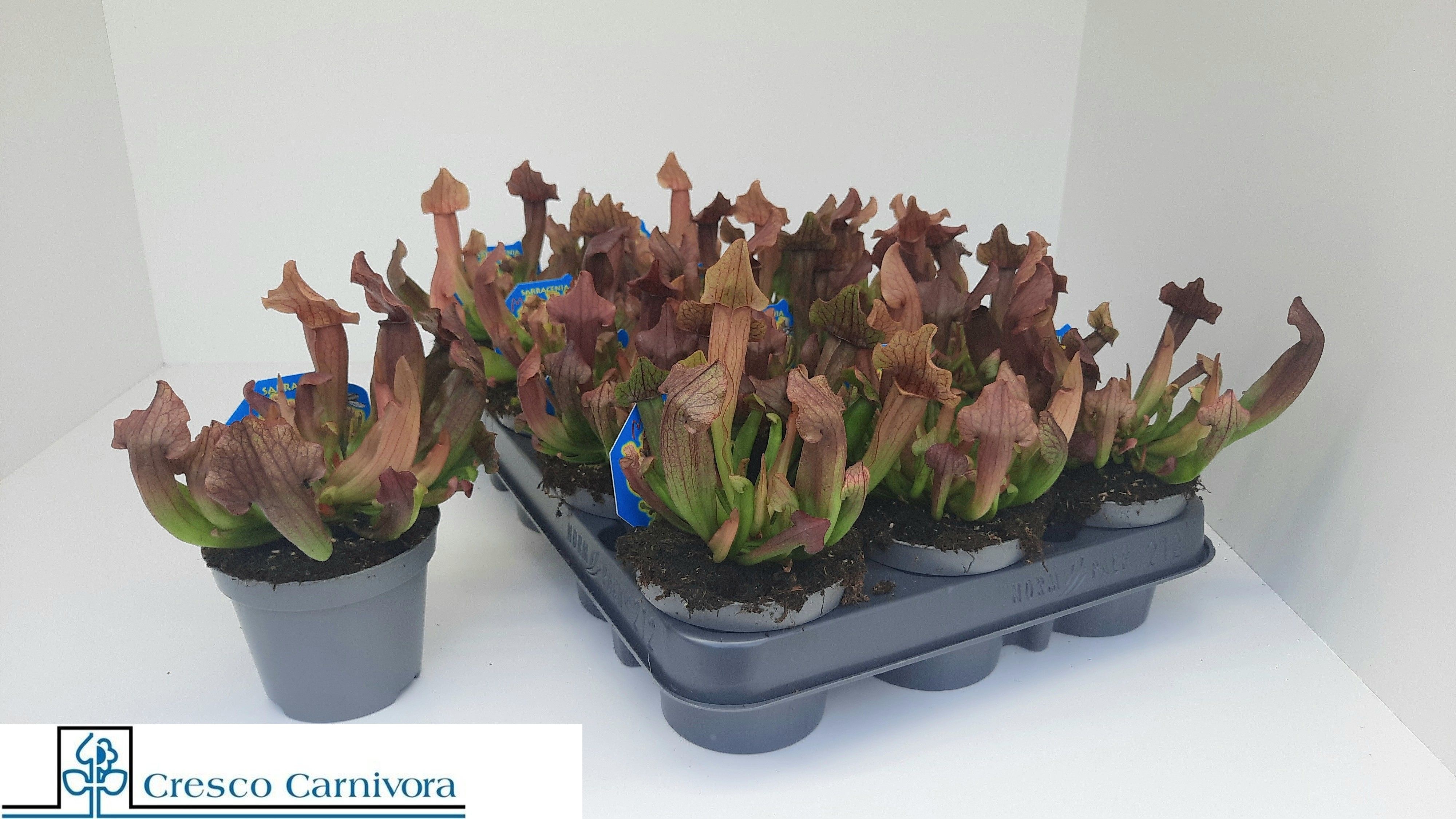 Горшечные цветы и растения оптом Sarracenia Ov от 12шт (для телеги) из Голландии с доставкой по России