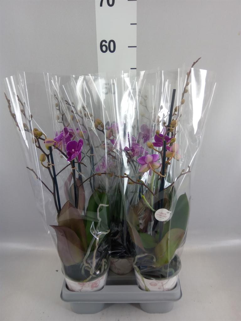 Горшечные цветы и растения оптом Phalaenopsis ...lilac от 5шт из Голландии с доставкой по России