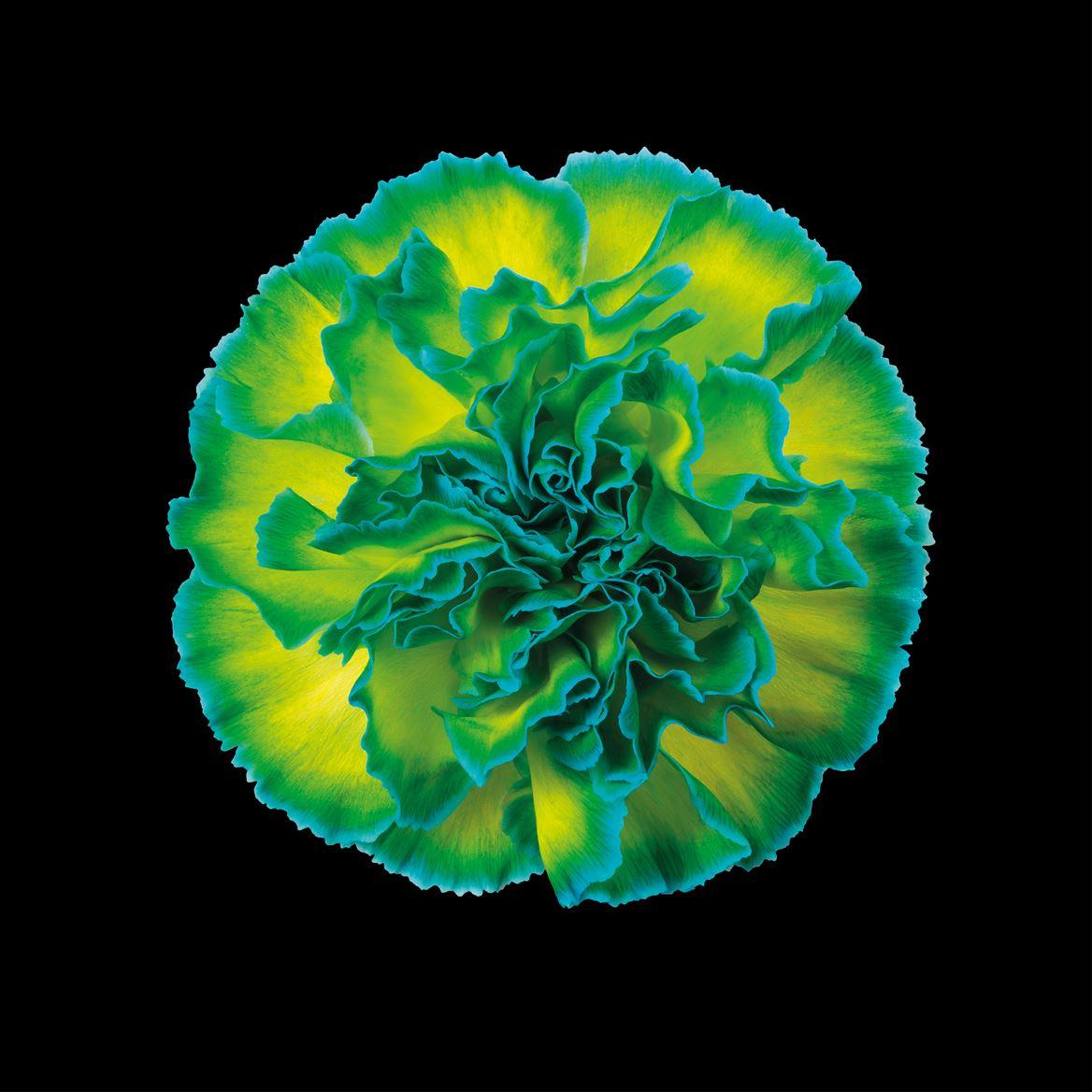 Срезанные цветы оптом Dianthus st paint double mint от 80шт из Голландии с доставкой по России