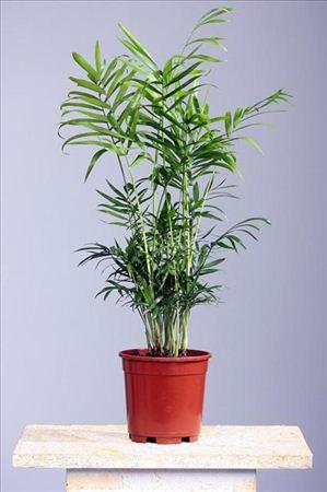 Горшечные цветы и растения оптом Chamaedorea Elegans от 7шт из Голландии с доставкой по России Горшечные цветы и растения оптом Chamaedorea Elegans от 7шт из Голландии с доставкой по России