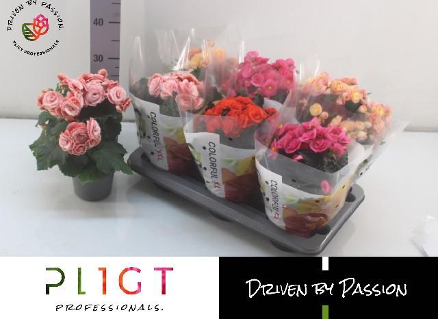 Горшечные цветы и растения оптом Beg Du Gem от 6шт (для телеги) из Голландии с доставкой по России